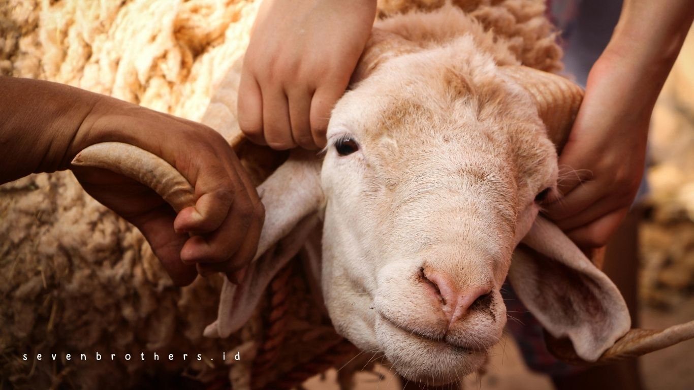 qurban yang tertolak